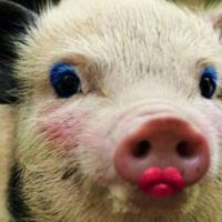 lipstick pig