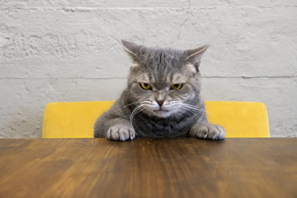 Angry cat sitting at desk