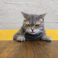 Angry cat sitting at desk