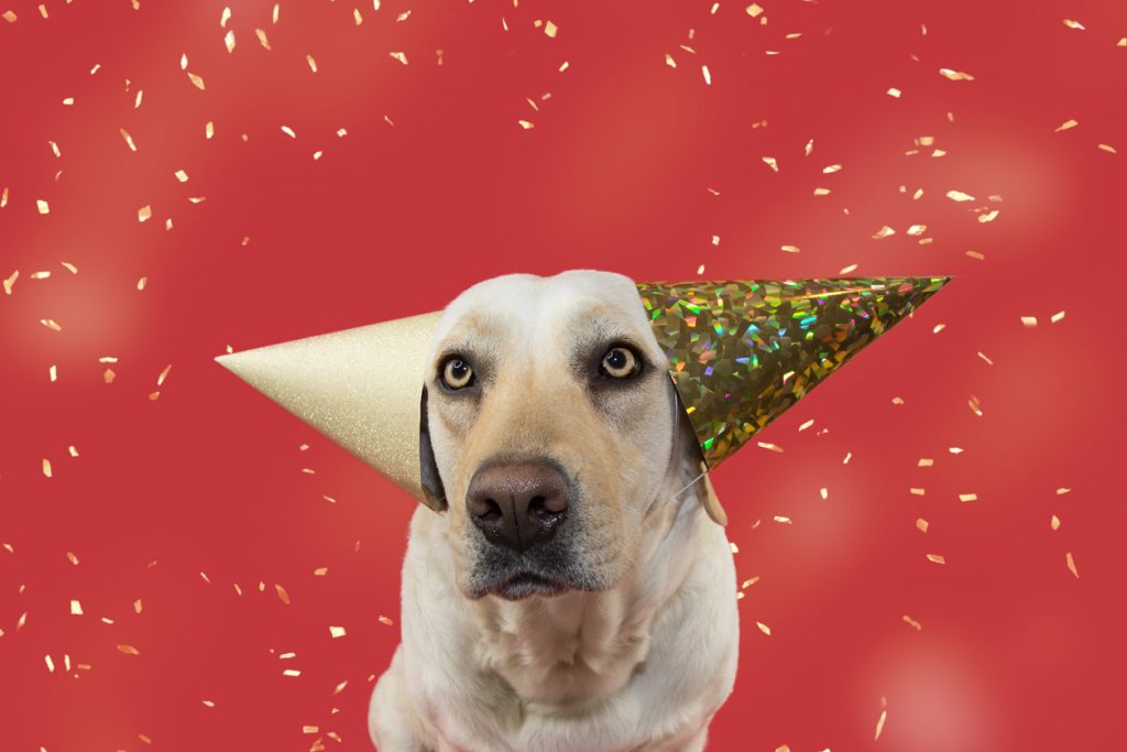 FUNNY DOG CELEBRATING A BIRTHDAY