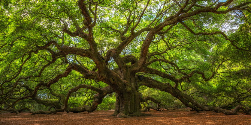 Angel Oak Tree